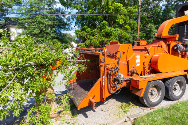 The Steps Involved in Our Tree Care Process in Lakeland South, WA